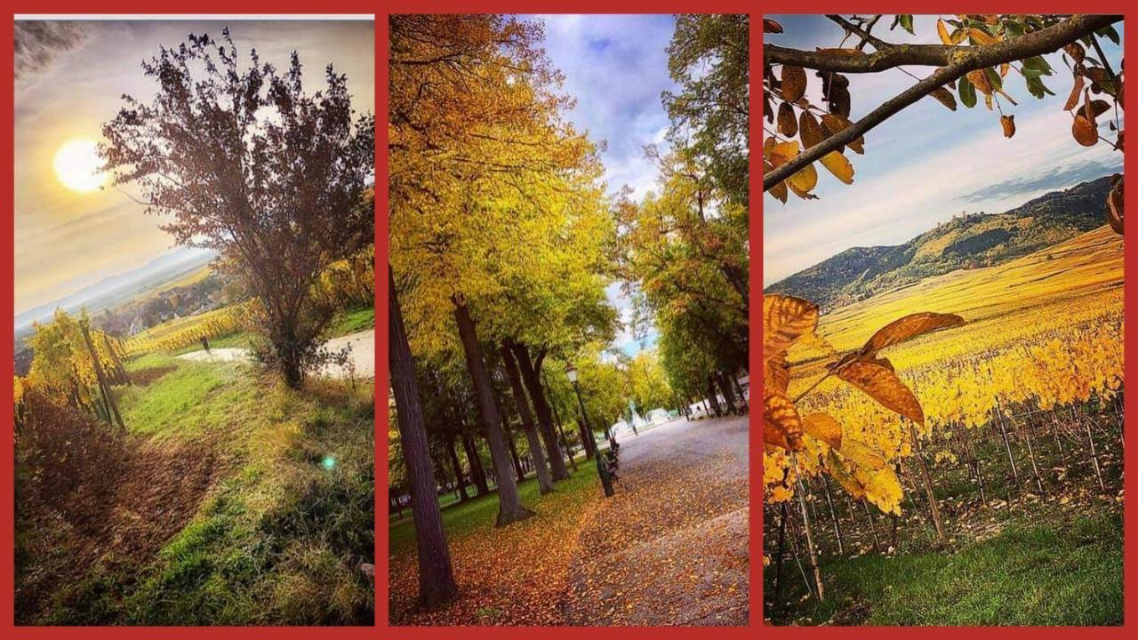 N¨°1 Schongauer Gite De Charme Centre Touristique Colmar Ngoại thất bức ảnh